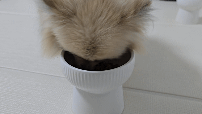 강아지가 화식을 먹는 모습