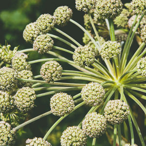 빈혈에 좋은 약초 - 당귀
