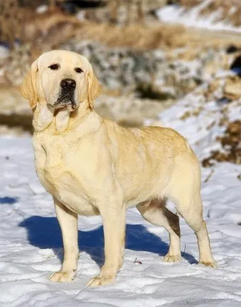 래브라도 리트리버 분양 가격 성격 장단점_13