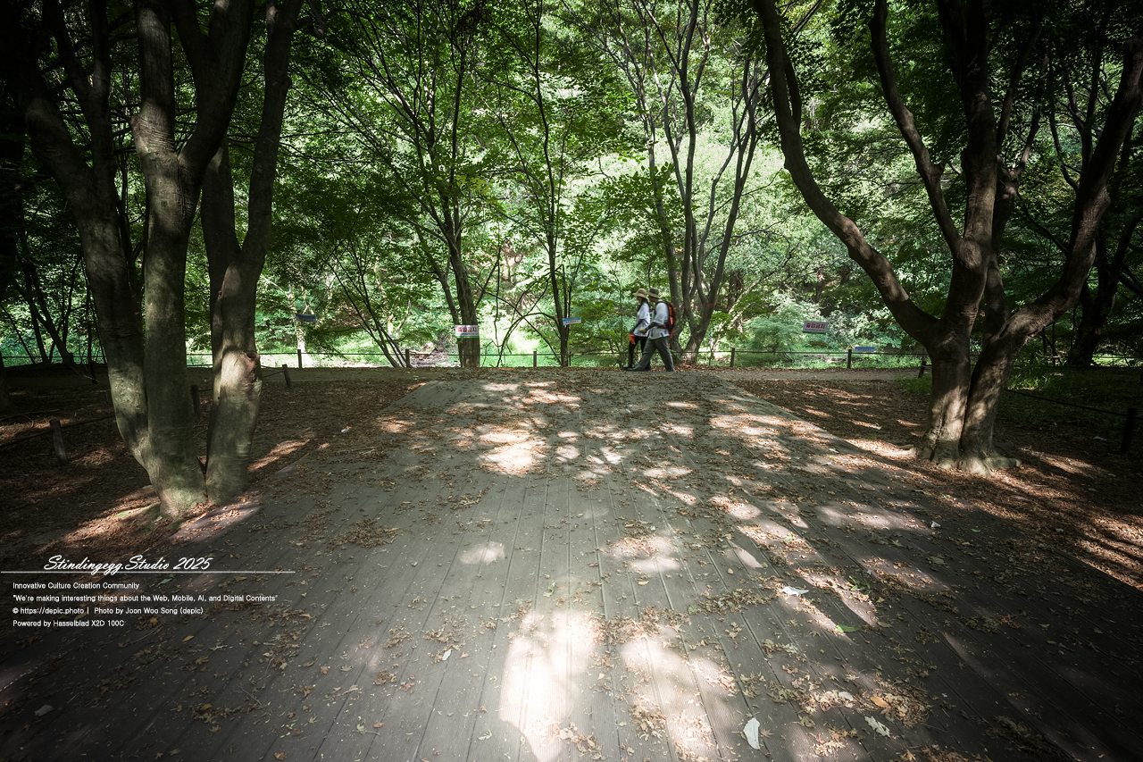 #보은 #법주사 #속리산 #생태탐방로 #속리산조각공원