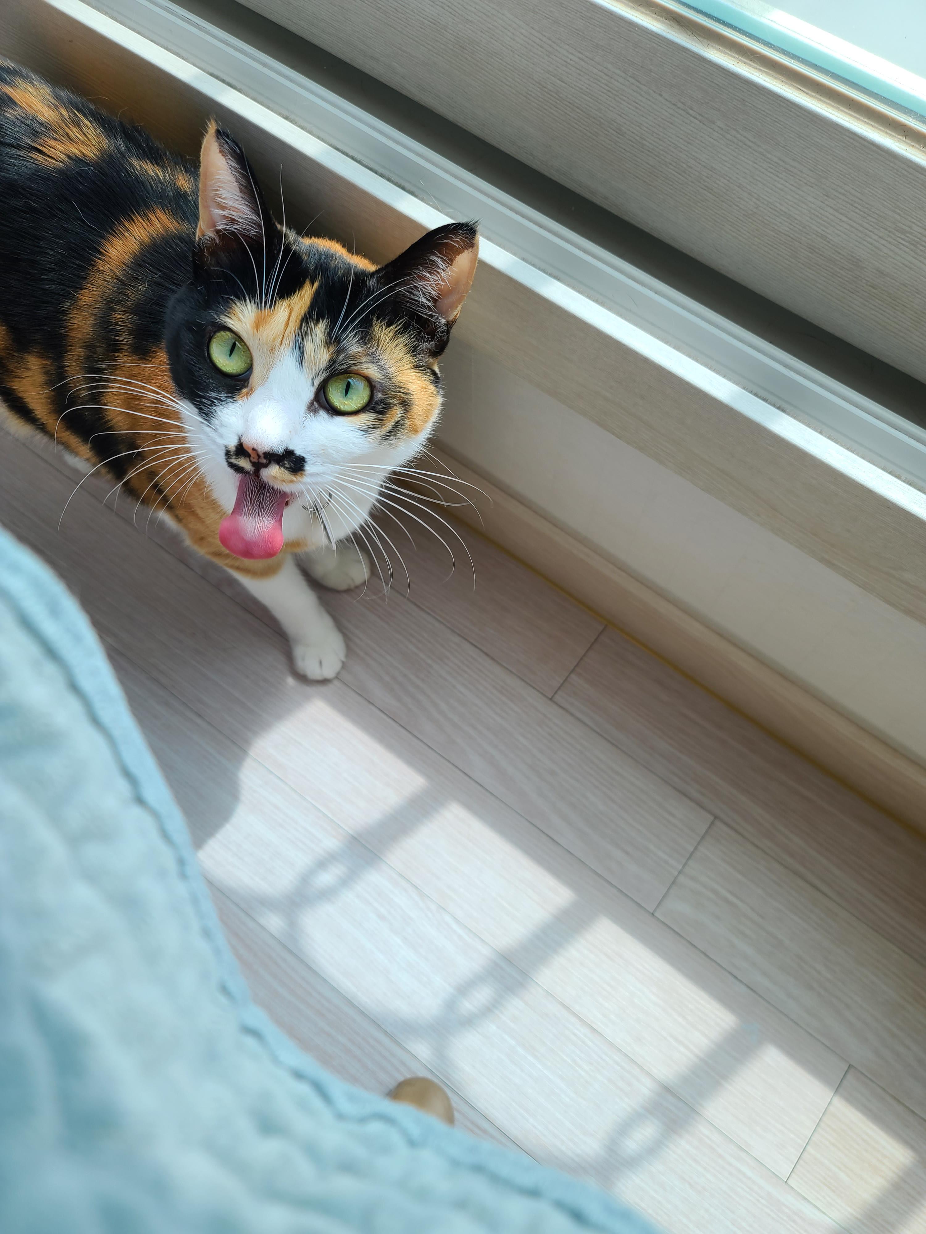 즐거운 추석! 우리 아홉냥이들 추석인사 받고 가세요~!