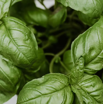 바질 효능 부작용 고르는법 요리 먹는 방법 허브