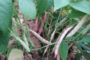 호랑이콩 효능03