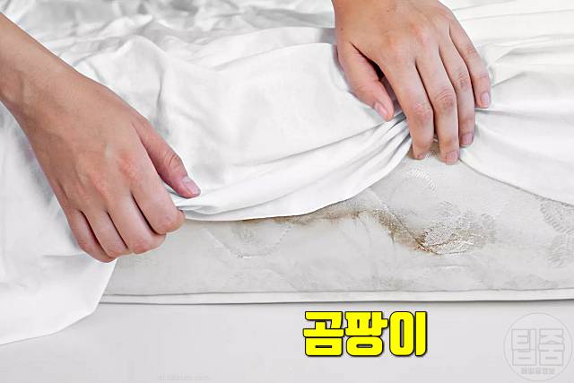 매트리스 곰팡이 제거 방지 곰팡이 포자 흡입