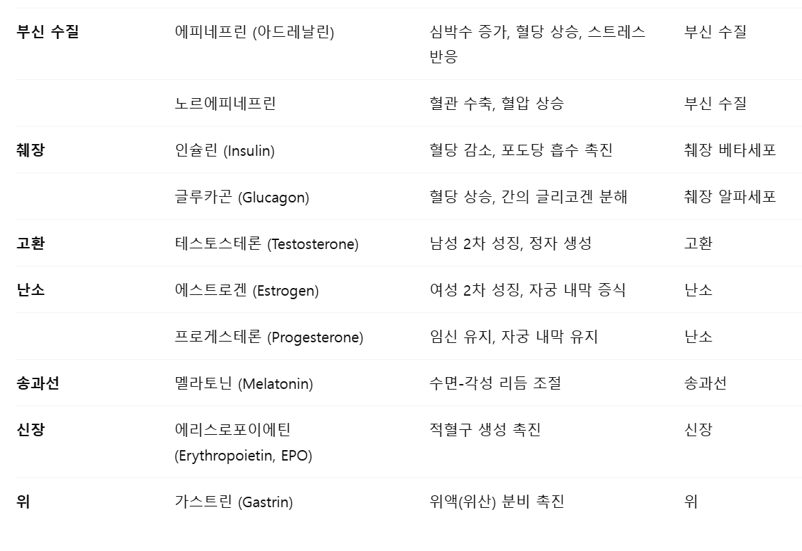 인체-호르몬-기능