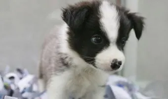 보더콜리분양가 2024년 가격 정보와 분양 팁_13