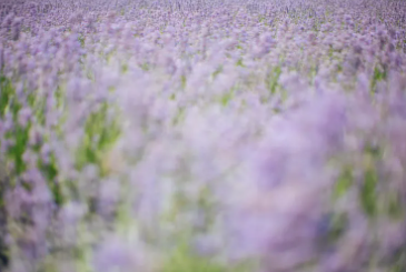 동해 무릉별유천지 라벤더축제