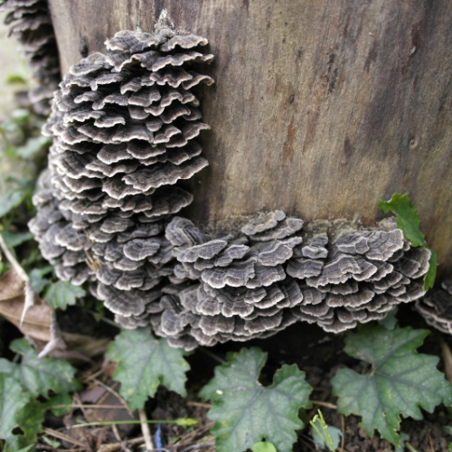 운지버섯 (구름버섯) Turkey Tail