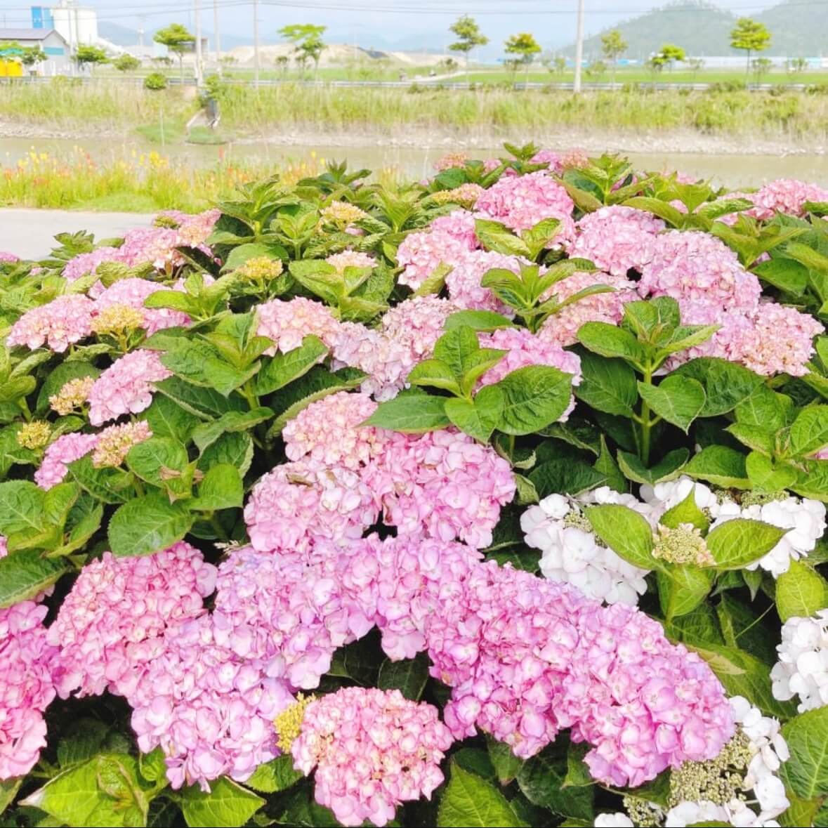 도초도 수국축제