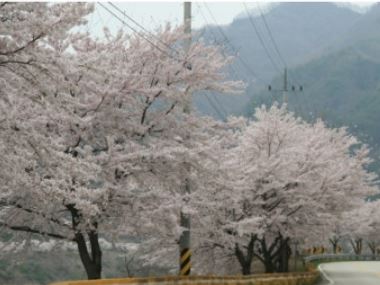 양양 벚꽃