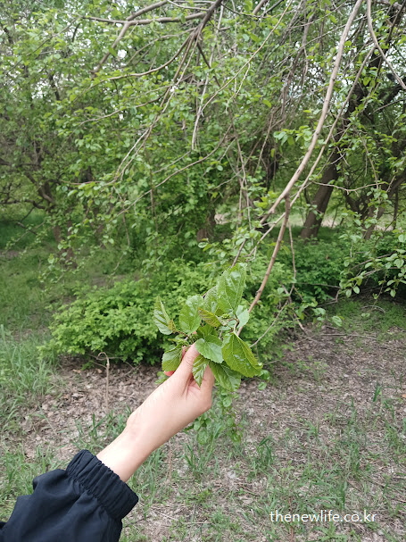 뽕잎 효능에 관심을 갖고 직접 채취한 서울 잠실 숲속의 어린 뽕잎