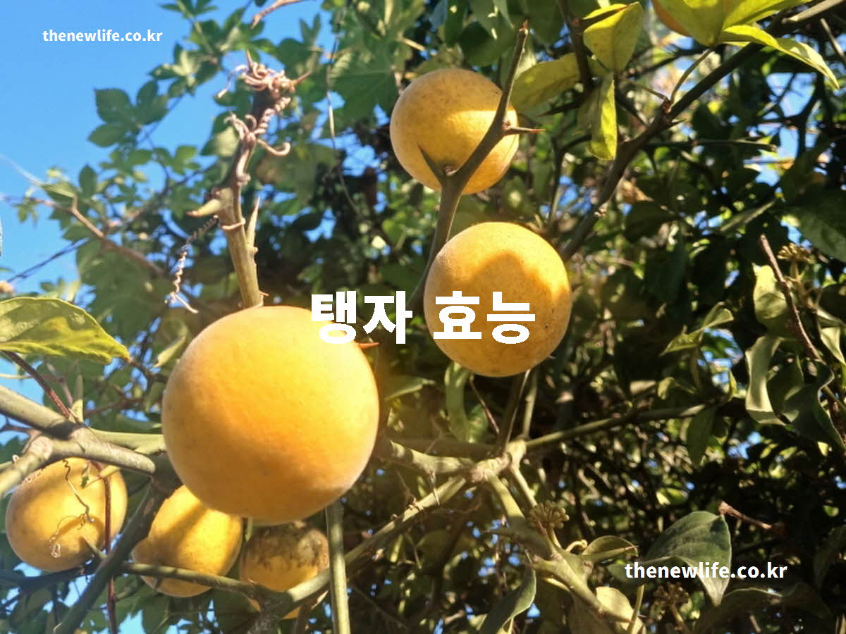 탱자 효능 대표 실사진