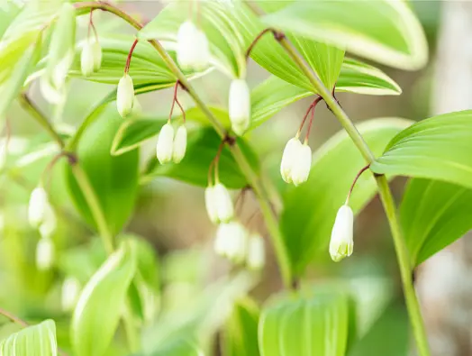 둥굴레 효능과 부작용&amp;#44; 먹는 방법
