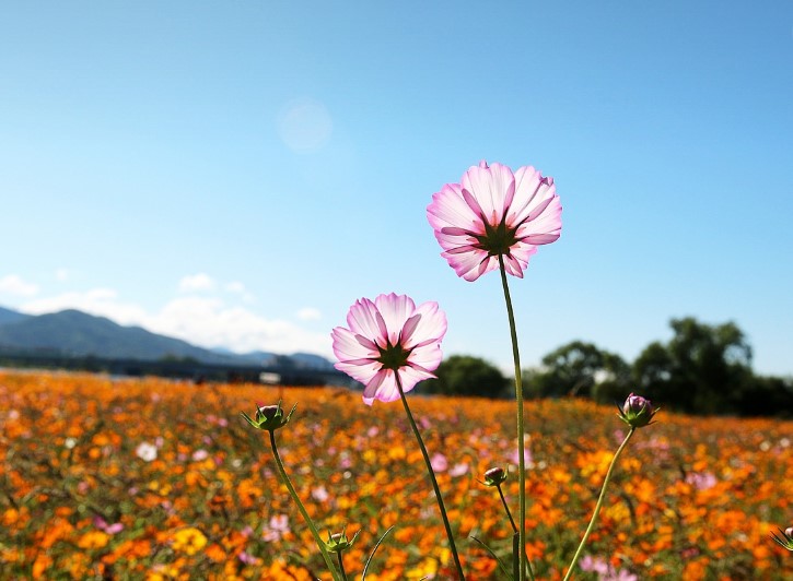 남양주 풍경 사진