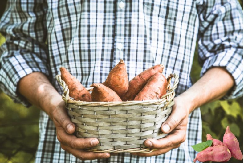 고구마, 고구마순 요리재료