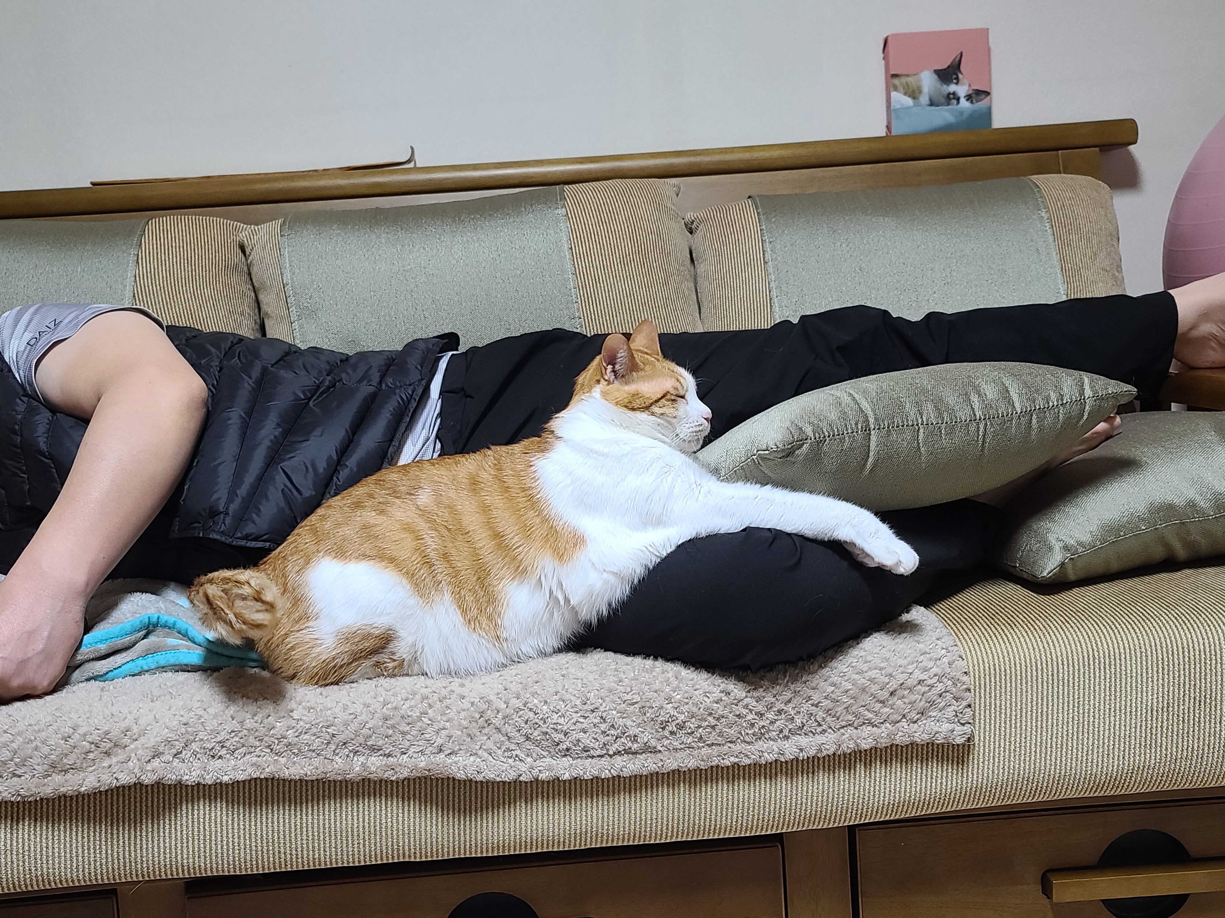 남집사 껌딱지가 된 막둥이 (feat. 종이봉투, 비닐 손잡이의 위험성)