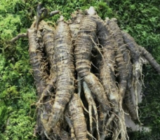 더덕의효능알아보기