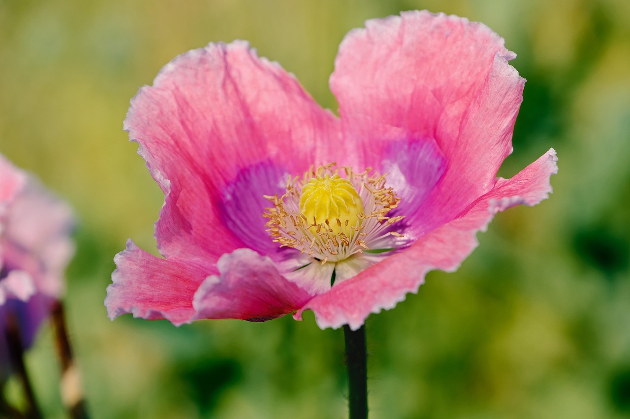 2025년 5월 꽃축제 일정 포스터