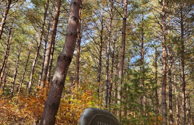 울진 금강송 소나무숲길