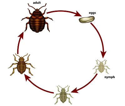 빈대 예방 및 퇴치