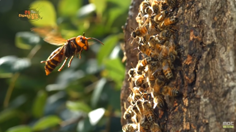 장수말벌이 꿀벌 공격을 준비하고 있다.