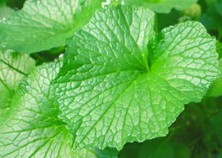 6시 내고향 정가농원 고추냉이