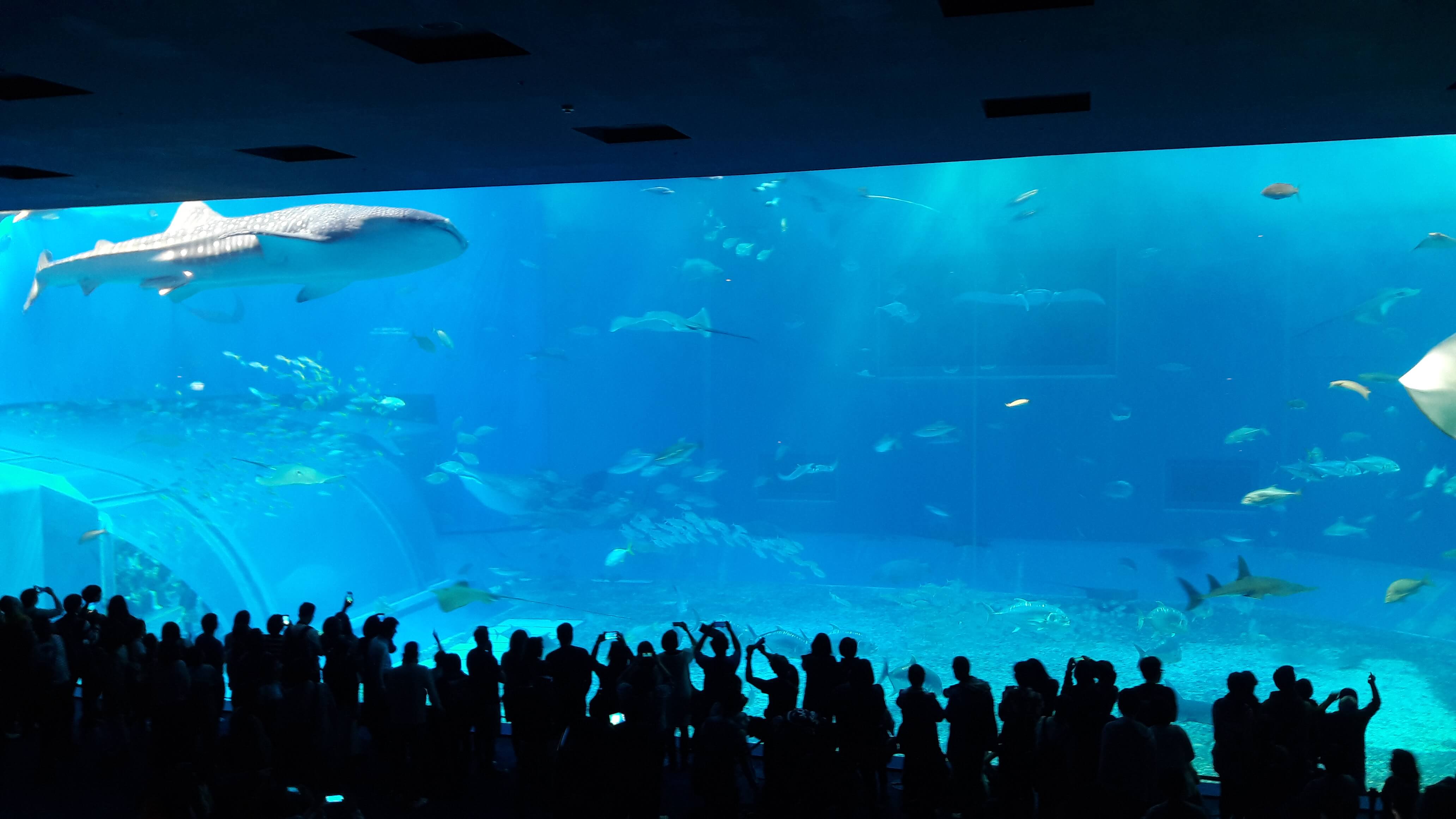 츄라우미 수족관