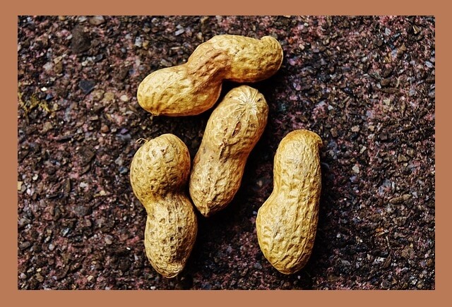 흙-위-생땅콩