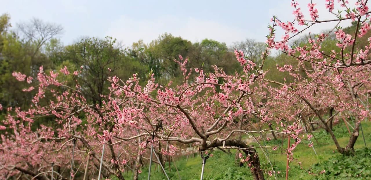 [4월 축제]서울근교 봄꽃 축제❘부천 춘덕산 복숭아꽃 축제❘복숭아꽃 개화가 절정이에요. 맛집 추천