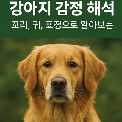 강아지 감정 해석법 : 꼬리와 귀, 표정으로 읽는 마음