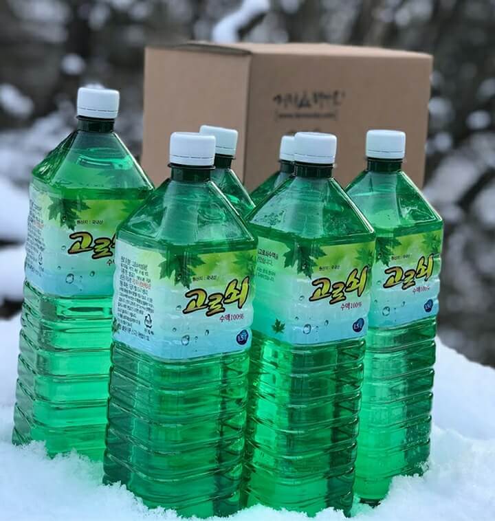 고로쇠물 먹는 방법