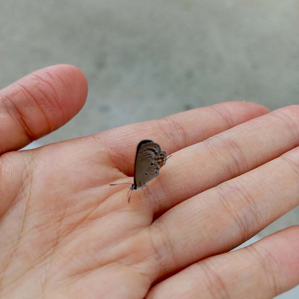 제주 소철꼬리부전나비