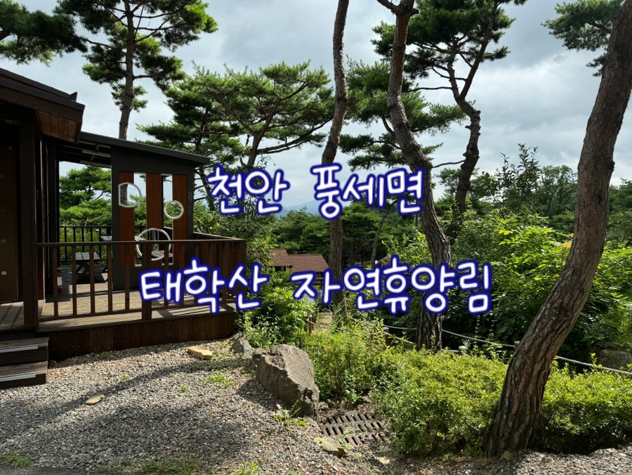 두 돌 아기와 함께한 천안 태학산 자연휴양림 숲캉스 리얼 후기