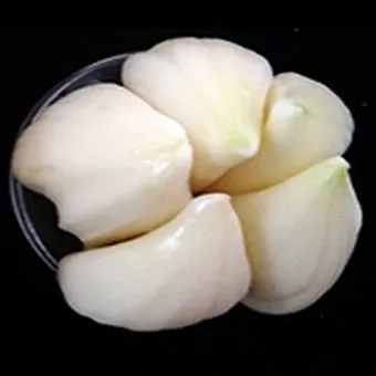 홍산마늘 효능 수확시기 재배법 주아 정리 정보_29
