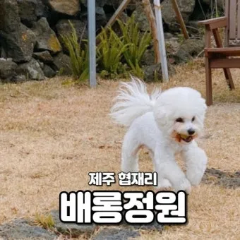 강아지 동반 애견 동반 여행 국내 베스트 10_9