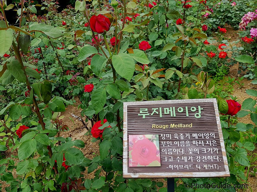 루지메이앙