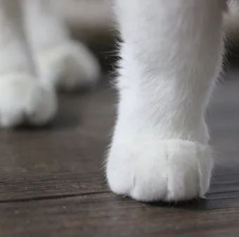 고양이 발톱 빠짐 피 염증_5