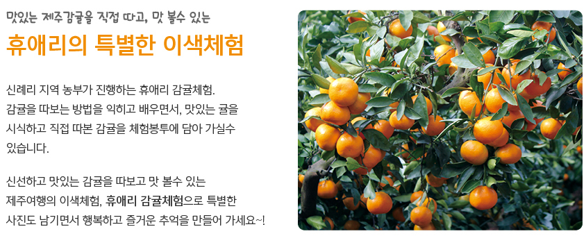 제주도 휴애리 수국축제 총정리