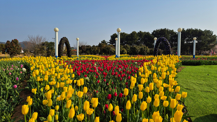 태안 튤립축제