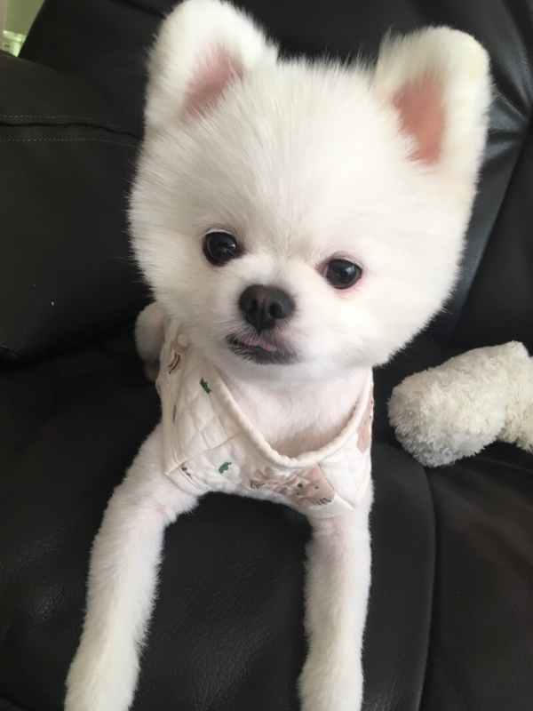 포메라니안_꾸마