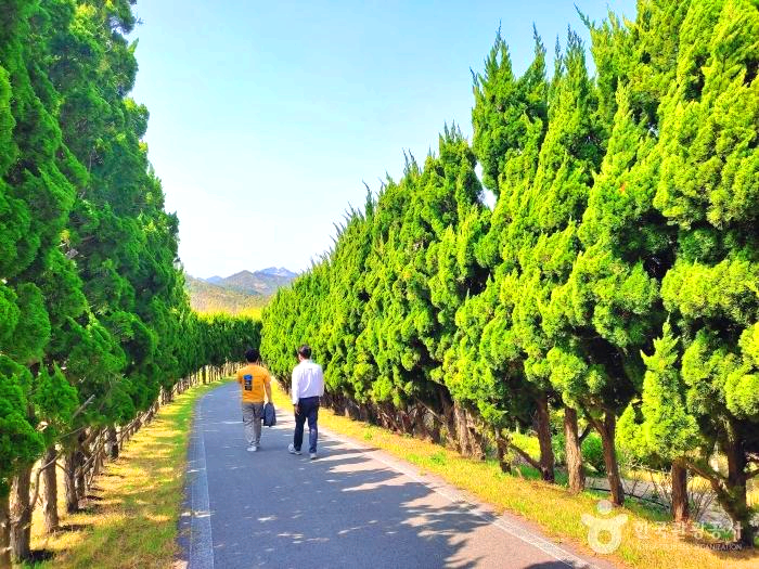 산책길 양옆으로 향나무가 줄지어 있다.