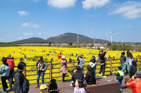 전국 벚꽃 봄꽃 축제 추천 Best 5