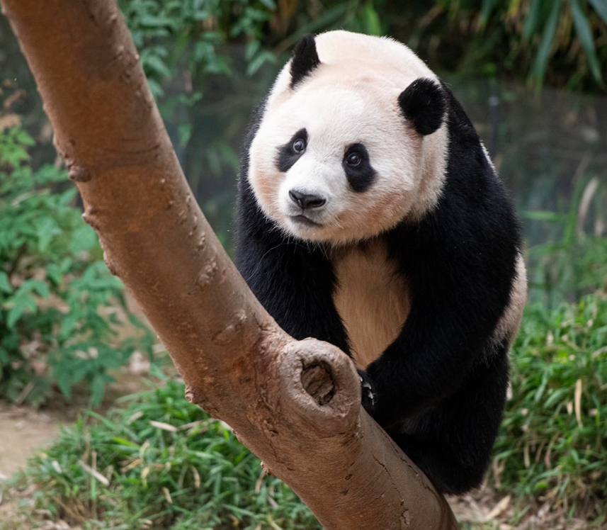 자이언트판다푸바오사진