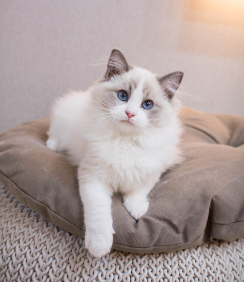 랙돌 고양이 사진