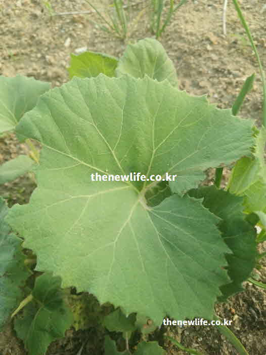 머위 효능 제철 요리