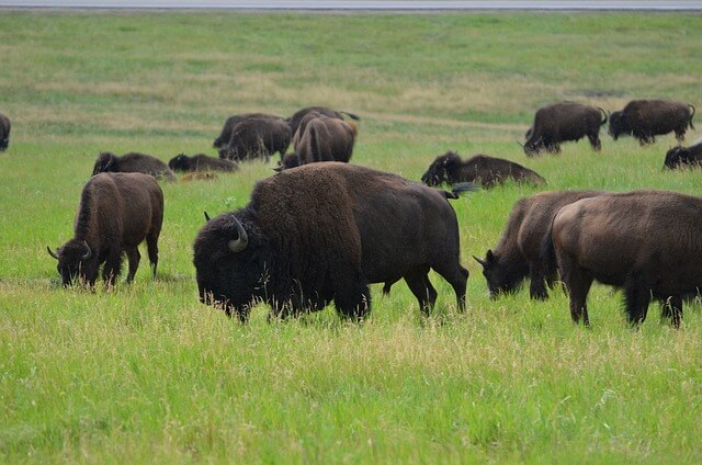 황소-보는-꿈-해몽
