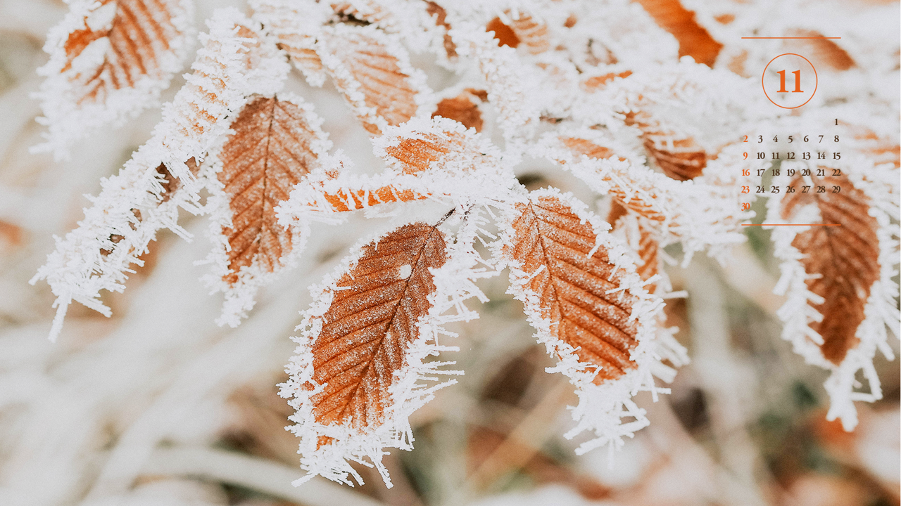 02 서리가 내린 나뭇잎 A - 2025년11월 노트북배경화면