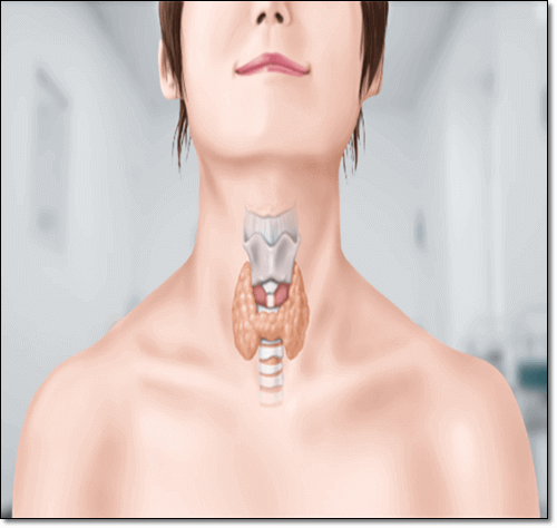 갑상선 위치
