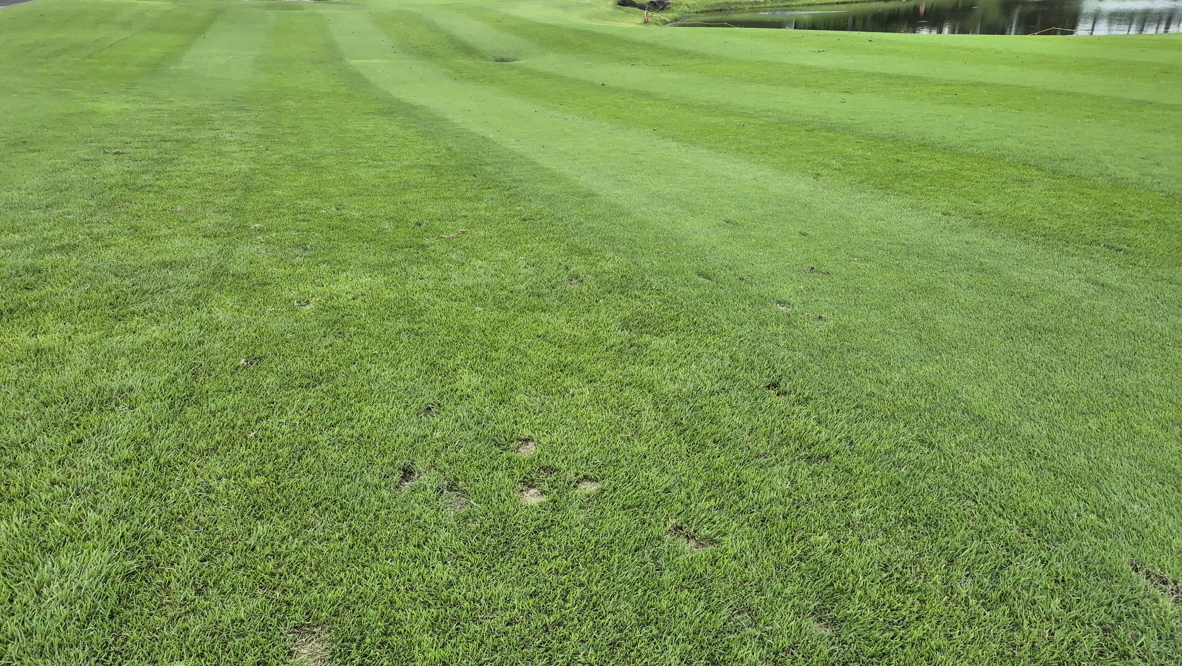 파인스톤cc 페어웨이 관리상태