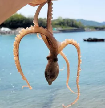 낙지6